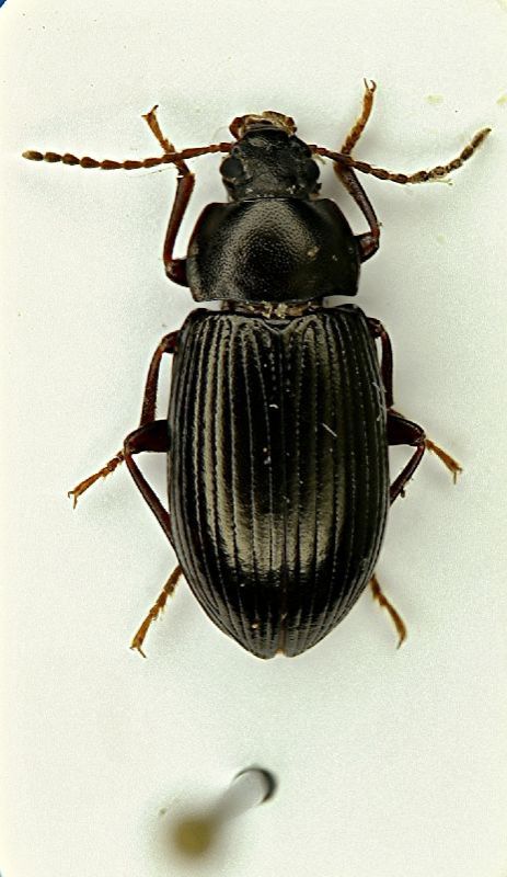 45(Tenebrionide) sp. 1.JPG