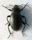 Blaps sp. 2012-04-21 Hermon.jpg