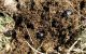 Copris hispanus. Hermon 2012-04-27.jpg