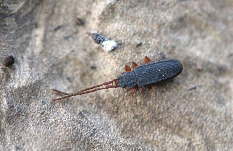 50(Silvanide) Uleiota planata (Linnaeus, 1761)1a.JPG