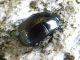 Alberoni 26.IV.2012 023a.jpg
