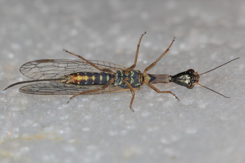 Raphidiidae Xanthostigma corsic4.JPG