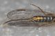 Raphidiidae Xanthostigma corsic5.JPG