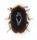 microcoleotterino dorso.jpg