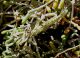 Blepharopsis 01.jpg