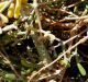 Blepharopsis 02.jpg