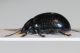 Chrysolina sp7.JPG