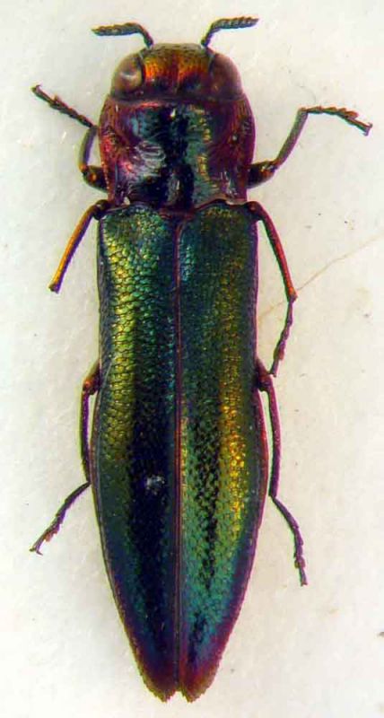 Agrilus roseus.JPG