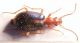 brachinus.jpg