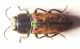 antaxia.jpg