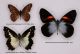 Pieridae andini.jpg