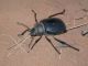 Mhamid_Prionotheca 01.jpg
