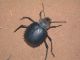 Mhamid_Prionotheca 03.jpg