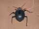 Mhamid_Prionotheca 02.jpg