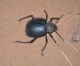 Mhamid_Prionotheca 04.jpg