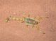 Mhamid_Buthidae.jpg
