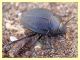 Erodius sp. - Vieste - 27.4.2012.JPG