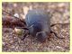 Erodius sp. - Vieste - 27.4.2012 (2).JPG