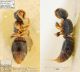 Nanomutilla-vaucheri_holotypus.jpg