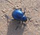 Merzouga_P. antiaegypta 01.jpg
