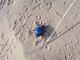 Merzouga_P. antiaegypta 03.jpg