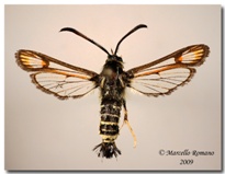 Bembecia ichneumoniformis_ maschio Bohemia_forum piccola.jpg