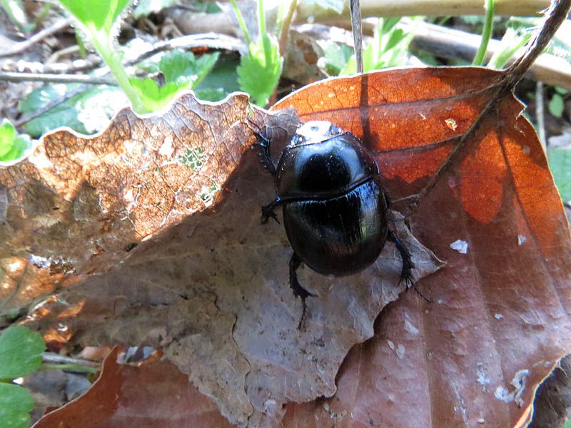 trypocopris vernalis.jpg