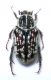 Enoplotarsus 03.jpg