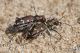 IMG_8466_cicindela_soluta.jpg