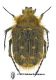 T_squalida1_1000.jpg