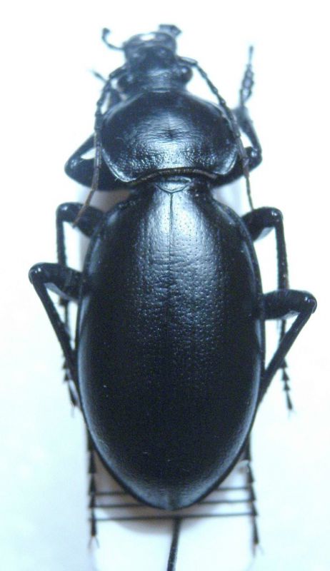 Carabus impressus Giordania.jpg