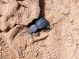 Merzouga_Scaurus puncticollis getula 01.jpg