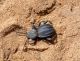 Merzouga_Scaurus puncticollis getula 03.jpg