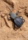 Merzouga_Scaurus puncticollis getula 02.jpg