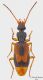 Polistichus-fasciolatus.jpg