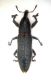 Lixus 001 dorso.jpg