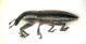 Lixus 001 lato.jpg