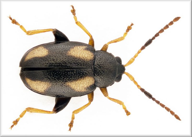 Phyllotreta-ochripes-2012.jpg