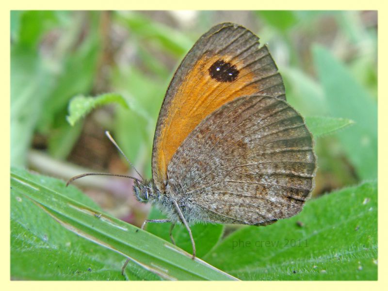 Pyronia sp 1 - Anzio 19.6.2011.JPG