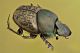Onthophagus_1024.jpg