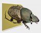 Onthophagus_1024_mod_clido.jpg