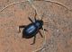 Merzouga B.bifurcata.jpg