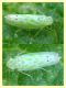 Cicadellidae Anzio 4.5.2012.jpg