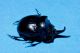 SCARAB.jpg