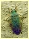 3 mm. circa Anela - 12.8.2011 (1).JPG