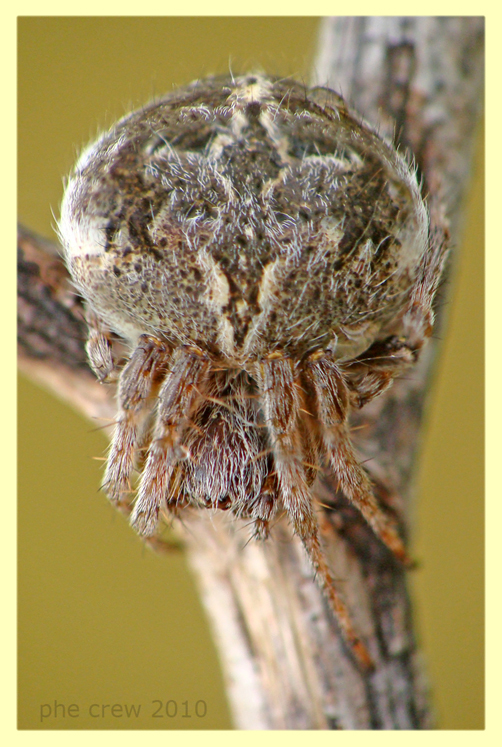 Araneidae - Ardea - 20.5.2010.JPG