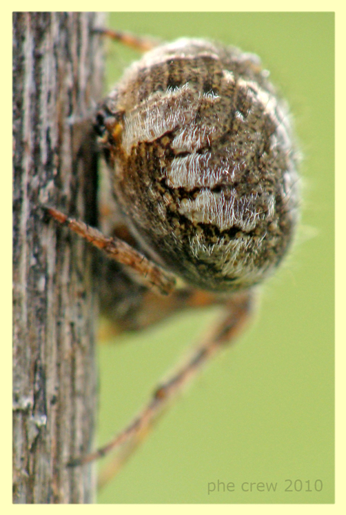 Araneidae - Ardea - 20.5.2010 (1).JPG