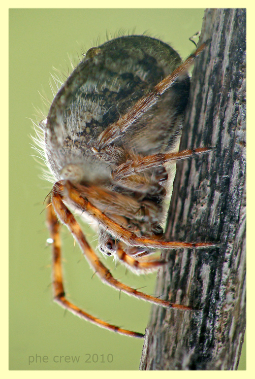 Araneidae - Ardea - 20.5.2010 (2).JPG