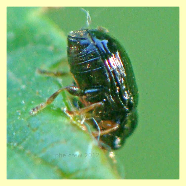 Cryptocephalus sp. circa 3 mm. - Anzio - 4.5.2012.JPG