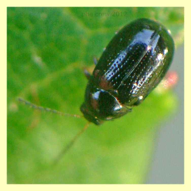 Cryptocephalus sp. circa 3 mm. - Anzio - 4.5.2012 (1).JPG